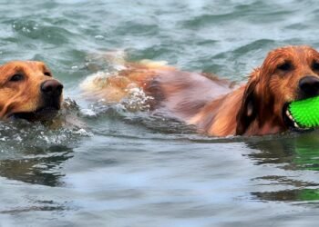 Unlock Your Dog’s Potential: Free Training Classes Near You!