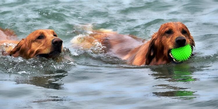 Unlock Your Dog’s Potential: Free Training Classes Near You!