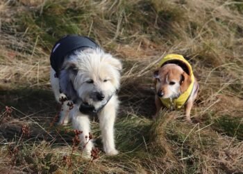 Paw-some Style: Designer Must-Haves for Fashionable Furry Friends