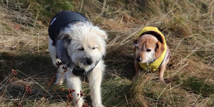 Paw-some Style: Designer Must-Haves for Fashionable Furry Friends