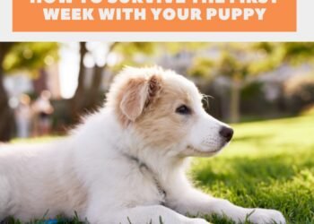 7 Tips For Surviving The First Week With Your New Puppy