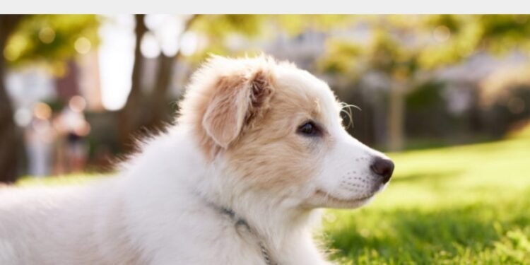 7 Tips For Surviving The First Week With Your New Puppy