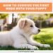 7 Tips For Surviving The First Week With Your New Puppy