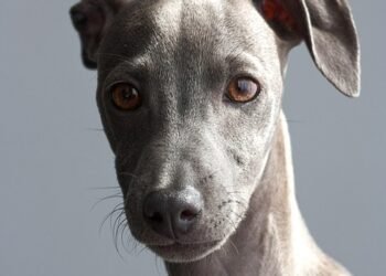 Top 10 Family-Friendly Dog Breeds: Choosing the Perfect Companion for Your Household