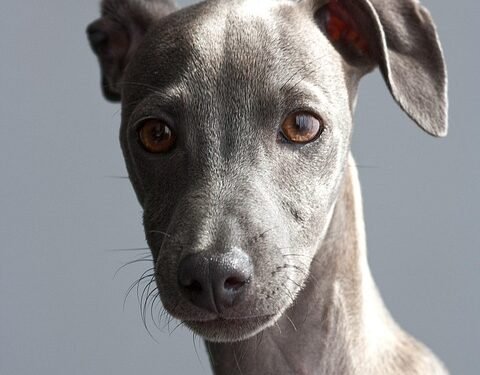 Top 10 Family-Friendly Dog Breeds: Choosing the Perfect Companion for Your Household