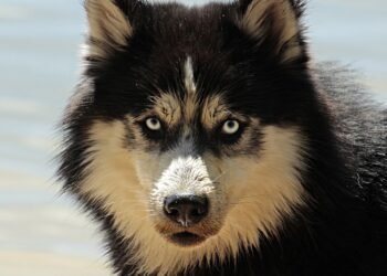 Non-Shedding Apartment Angels: The Best Dog Breeds for Clean and Cozy Living