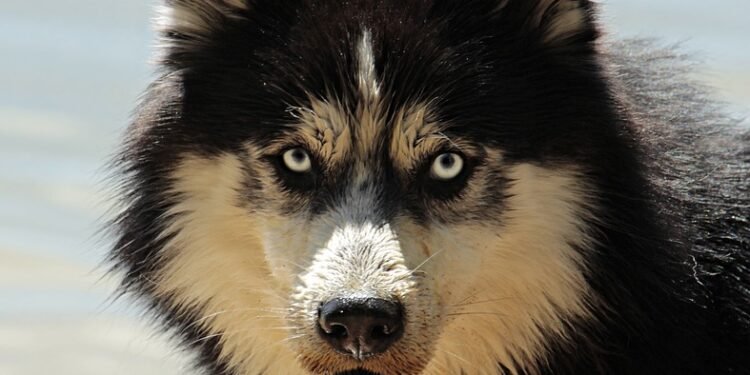 Non-Shedding Apartment Angels: The Best Dog Breeds for Clean and Cozy Living