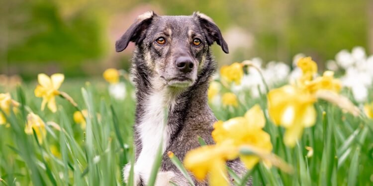 The Top 10 Kid-Friendly Dog Breeds: Finding the Perfect Companion for Your Family