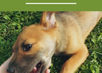 Why Do Dogs Roll in Grass