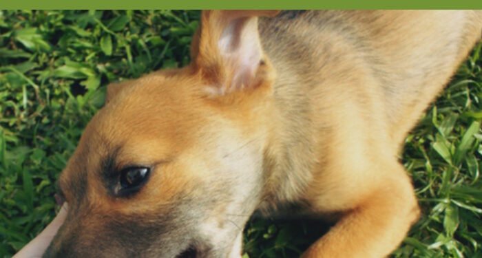 Why Do Dogs Roll in Grass