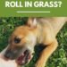 Why Do Dogs Roll in Grass