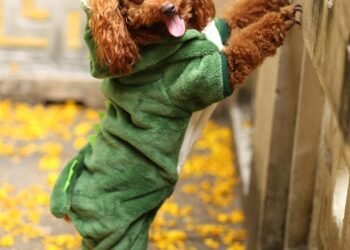 Pawsitively Stylish: The Ultimate Guide to Dressing Your Dog in Trendy Outfits