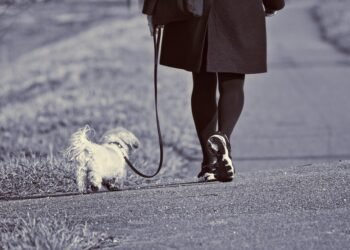 Revolutionize Your Walks with the Ultimate No Pull Leash Solution