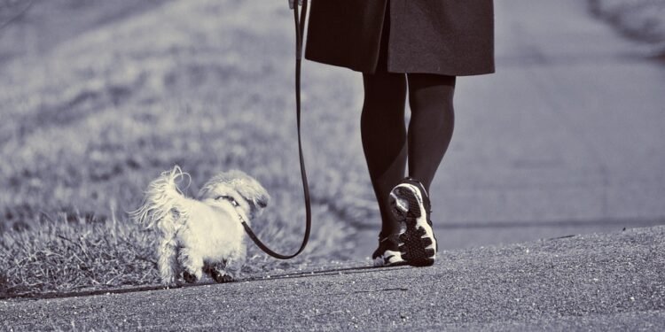Revolutionize Your Walks with the Ultimate No Pull Leash Solution