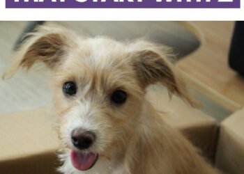 300 Dog Names That Start With Z