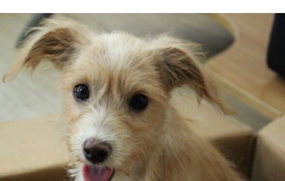 300 Dog Names That Start With Z