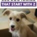 300 Dog Names That Start With Z