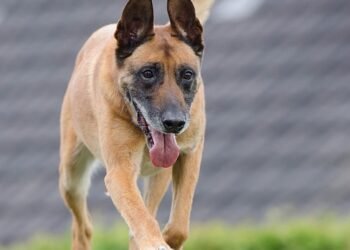 Pawsitive Progress: Unleash Your Dog’s Potential at our Training Camp Near You