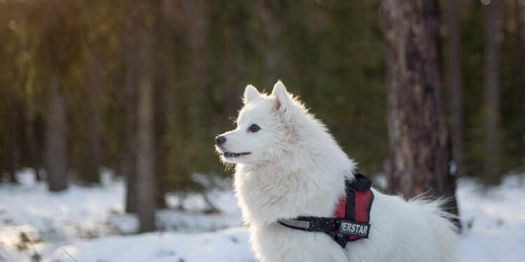 The Perfect Blend: Top Medium-Sized Short-Haired Dog Breeds for Every Home
