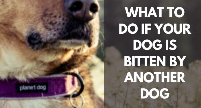 What To Do If Your Dog Is Bitten By Another Dog