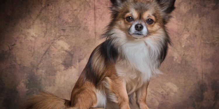 The Perfect Pup: Discovering the Joy of Small Hypoallergenic Dogs