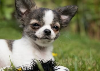 Pint-Sized Powerhouses: The Charm and Charisma of Small Dog Breeds