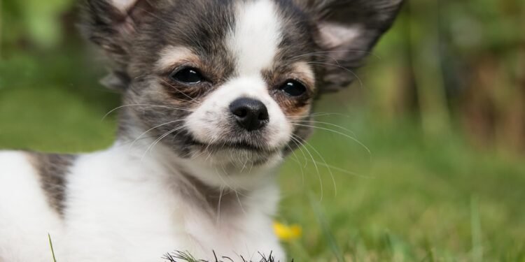 Pint-Sized Powerhouses: The Charm and Charisma of Small Dog Breeds