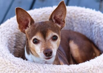 Pawsitively Healthy: A Guide to Keeping Your Dog Happy and Well