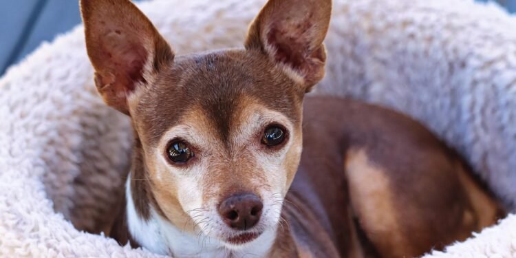 Pawsitively Healthy: A Guide to Keeping Your Dog Happy and Well