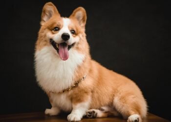 Pawsitive Progress: Essential Dog Training Tips for Beginners