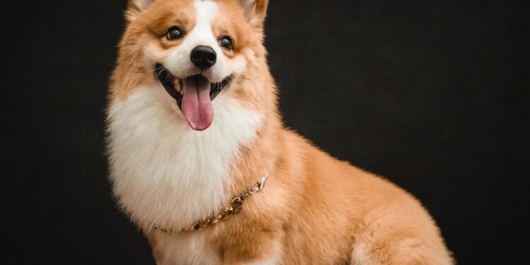 Pawsitive Progress: Essential Dog Training Tips for Beginners