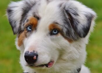 Chew Away the Teething Blues: The Best Puppy Toys for Soothing Sore Gums