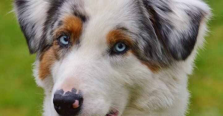 Chew Away the Teething Blues: The Best Puppy Toys for Soothing Sore Gums