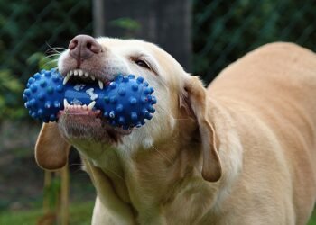 Unleash the Fun: Top Outdoor Dog Toys for Hours of Playtime