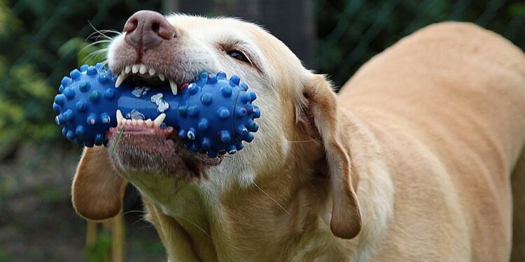 Unleash the Fun: Top Outdoor Dog Toys for Hours of Playtime