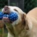 Unleash the Fun: Top Outdoor Dog Toys for Hours of Playtime