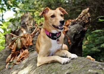 The Unlimited Adventure: Exploring with the Longest Leash for Your Pup