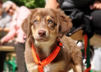 The Alpha Guide: Mastering the Art of Dog Leading