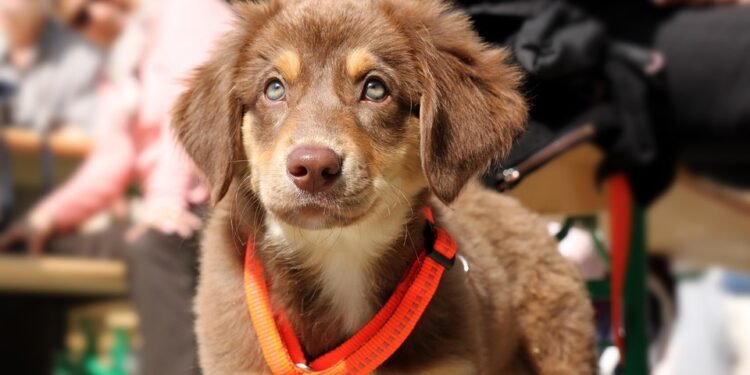 The Alpha Guide: Mastering the Art of Dog Leading