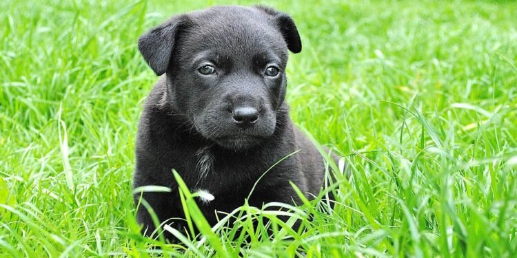 Kid-Friendly Companions: The Best Small Hypoallergenic Dogs for Allergies and Playtime