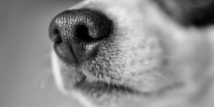 The Top 10 Kid-Friendly Dog Breeds: Finding the Perfect Pup for Your Family