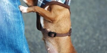 Pint-sized Pup Couture: Stylish and Functional Clothing for Small Dogs