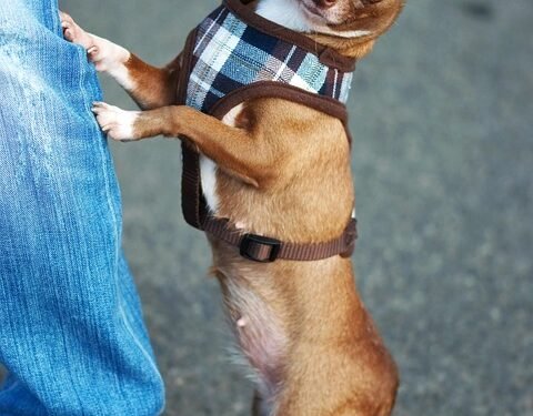 Pint-sized Pup Couture: Stylish and Functional Clothing for Small Dogs