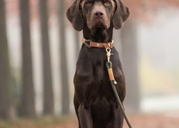 Unleashing the Power of the Pack: The Ultimate Guide to Dog Training with a Lead