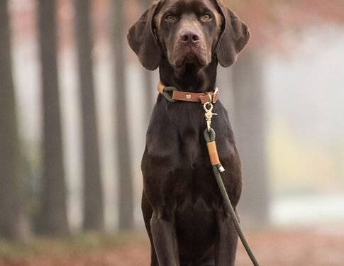 Unleashing the Power of the Pack: The Ultimate Guide to Dog Training with a Lead