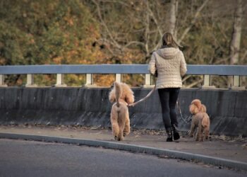The Ultimate Guide to Leash Training: Keeping Your Pup Safe and Secure
