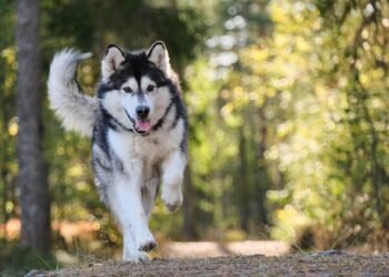 Top Dog Tips: Essential Advice for New Pet Parents