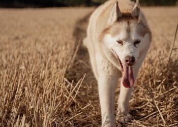 Ultimate Guide to Dog Training: Expert Tips for a Well-Behaved Pup