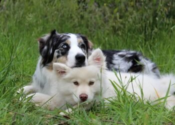 Unleash Your Dog’s Full Potential: Expert Private Training for Tail-Wagging Success