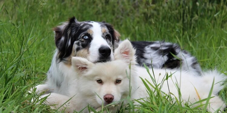 Unleash Your Dog’s Full Potential: Expert Private Training for Tail-Wagging Success